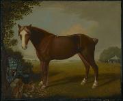 Portrait of a Horse